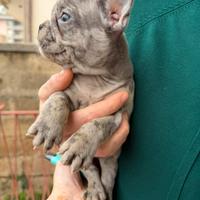 Bulldog francese maschio merle