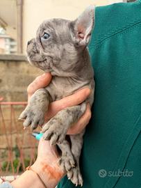 Bulldog francese maschio merle