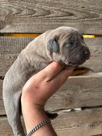 Cuccioli cane corso