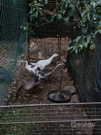 Piccoli di oca del Campidoglio