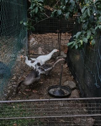 Piccoli di oca del Campidoglio