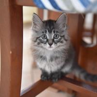 Micetti