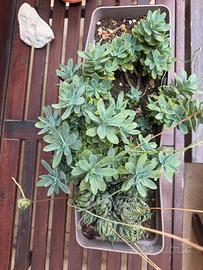 Haworthia Echeveria