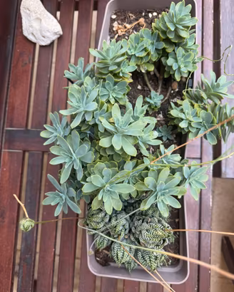 Haworthia Echeveria