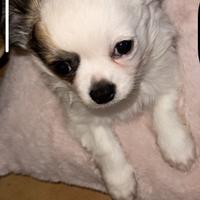 Chihuahua a pelo lungo