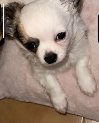 Chihuahua a pelo lungo