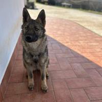 Cuccioli 2 femmine e 1 maschio