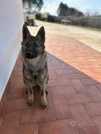 Cuccioli 2 femmine e 1 maschio