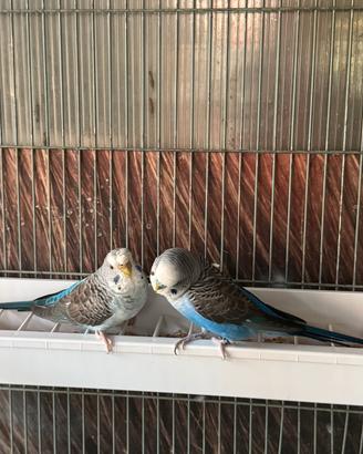 Trio cocorite ala nera