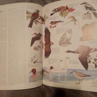 libro originale lingua inglese 