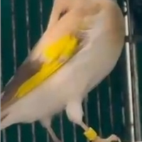 Cardellina Isabella balcanica