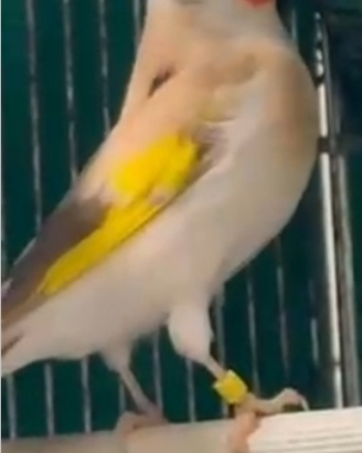 Cardellina Isabella balcanica