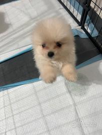 Spitz