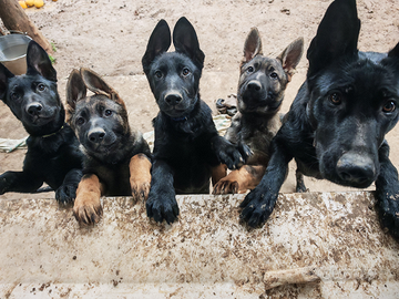 Pastore tedesco grigione