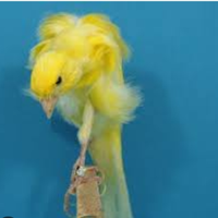 Canarino arricciato del sud