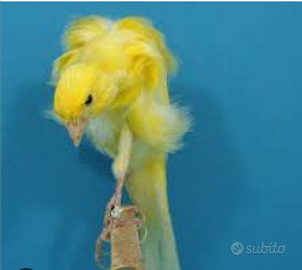 Canarino arricciato del sud