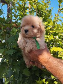 Maltipoo cuccioli