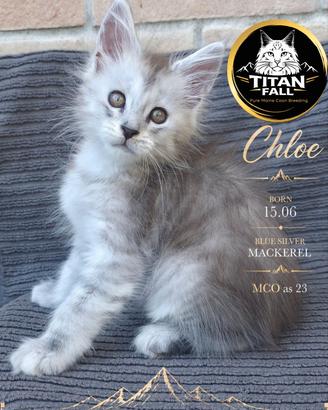 Cucciola di Maine Coon pedigree microchip