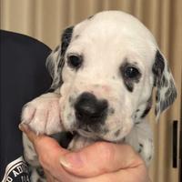 Cucciolo dalmata con pedigree