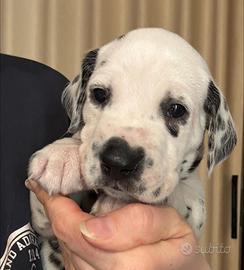 Cucciolo dalmata con pedigree