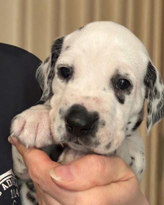 Cucciolo dalmata con pedigree