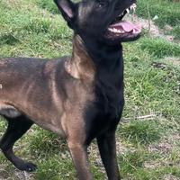 Pastore belga Malinois maschio per accoppiamento