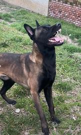 Disponibile pastorebelgaMalinois per accoppiamento