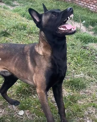 Pastore belga Malinois maschio per accoppiamento