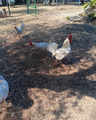Coppia galline livornesi e altre razze