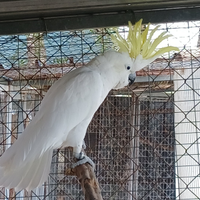 Pappagalli