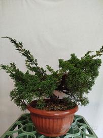 Prebonsai Ginepro Kishu