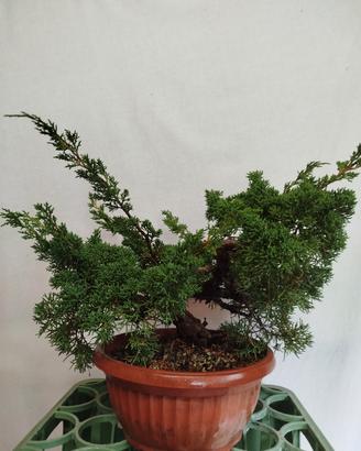 Prebonsai Ginepro Kishu