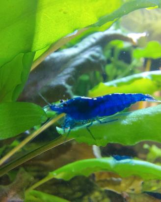 Gamberetti Caridine BLU DREAM per acquario