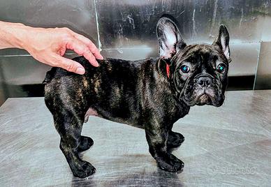 Cucciolo di Bulldog Bouledogue Francese
