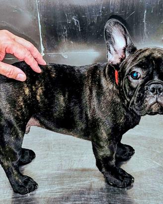 Cucciolo di Bulldog Bouledogue Francese