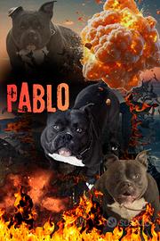 Disponibile per monta