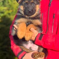 Favolosi cuccioli di pastore tedesco