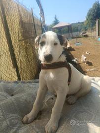 Cucciolo pastore biellese