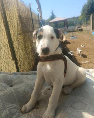 Cucciolo pastore biellese