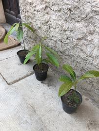 Pianta di avocado