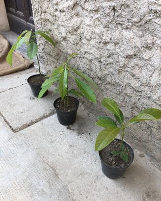 Pianta di avocado