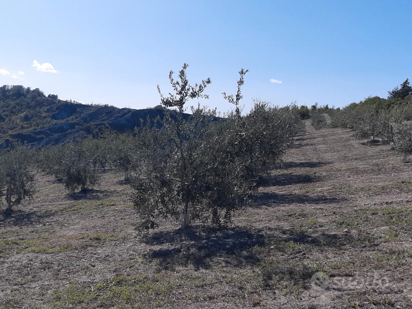 Terreno agricolo - Vista 3