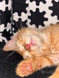 Gattina rossa di circa 2 mesi