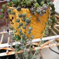 talea pianta pendente 