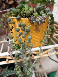 talea pianta pendente 