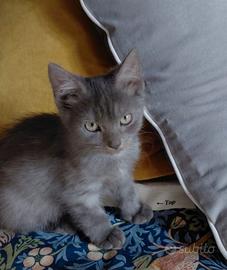 Gattino certosino