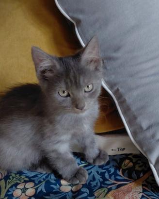 Gattino certosino