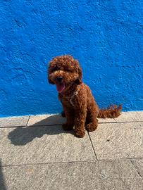 Barboncino Nano Red per Monta