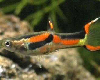Pesci poecilia guppy endler acquario