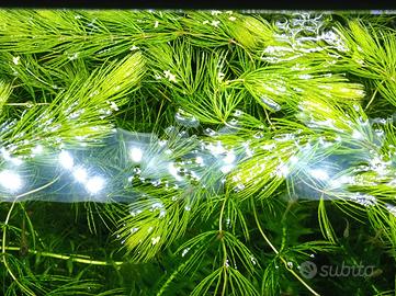 Piante acquario 10 euro